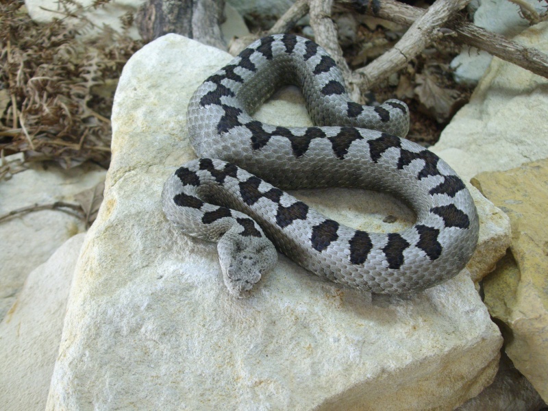 Vipera a. transcaucasiana Adapaz11