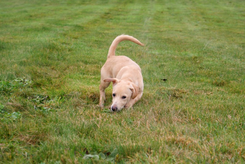 Chipper basset x labrador 4 mois (PCGC) Chippe10