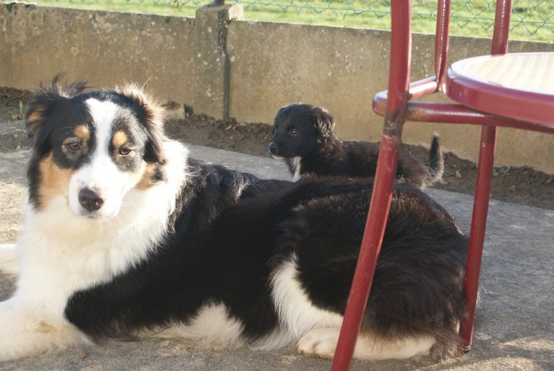 Gasper, chiot mâle poils longs, border collie x labrador (réservé dans le 61 )  Young_16