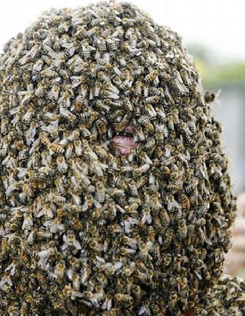 Curioso concurso con abejas Barba-14
