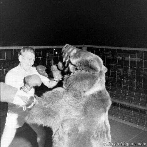 Hombre boxeando con un oso Oso-bo14