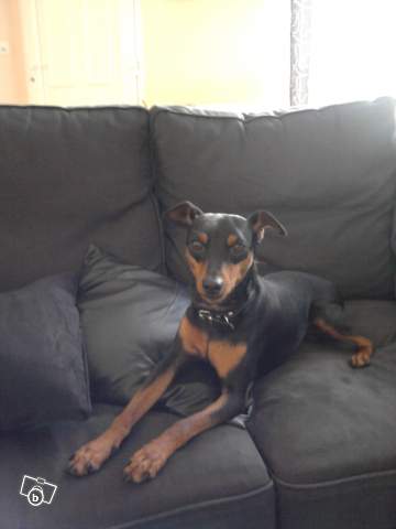 Pinscher nain noir et feu, 2 ans et demi, Châteaulin (29) 42557810