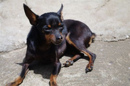 cherche a adopter un chiot pinscher nain noir et feu male et jeune - Page 2 500_1310