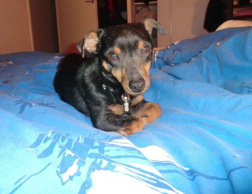 Gucci pinscher d'un an et demi (31) 500_2710