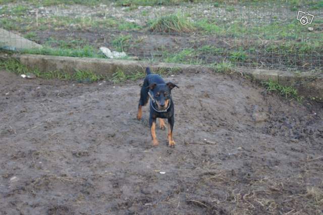 Max, 8 mois, pinscher N&F (85) 99380010