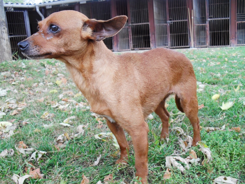 BRINDILLE-mamie-pinscher-10-ans-à adopter Brindi10