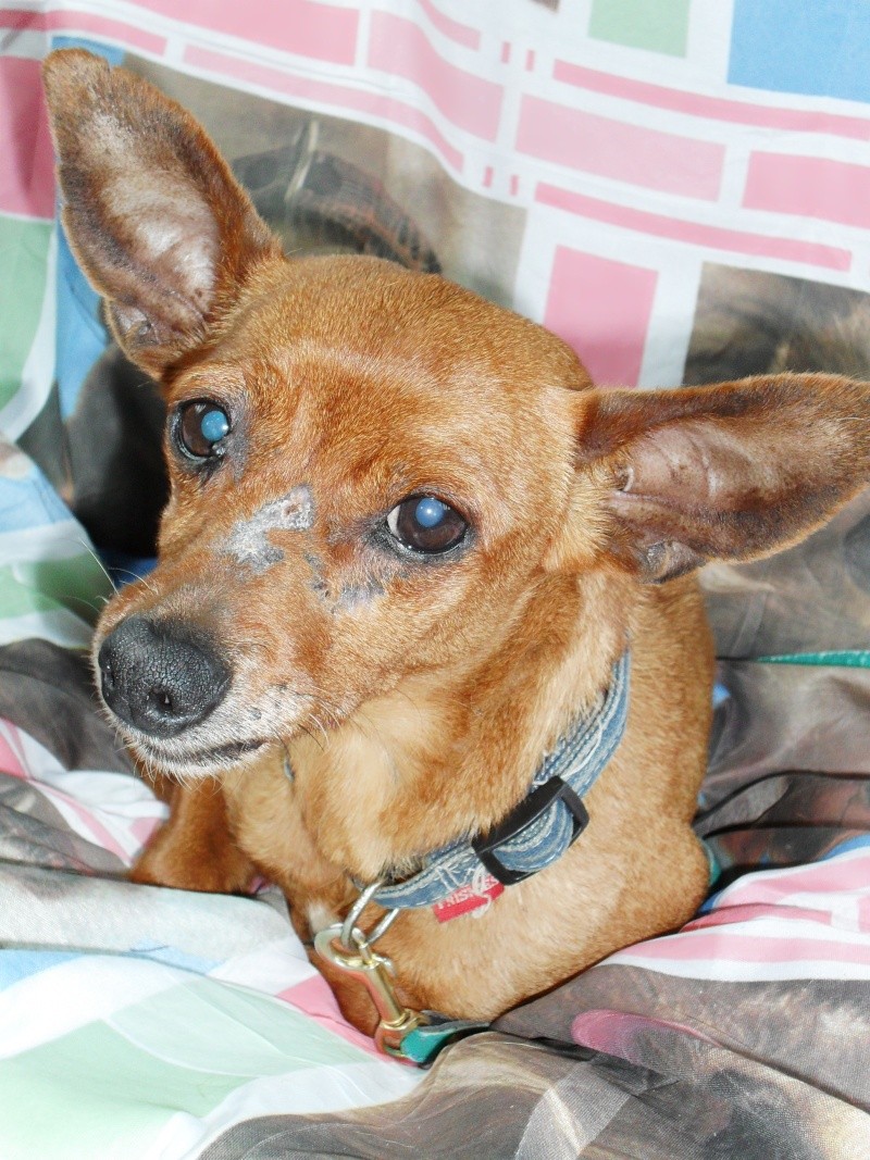 BRINDILLE-mamie-pinscher-10-ans-à adopter Brindi11