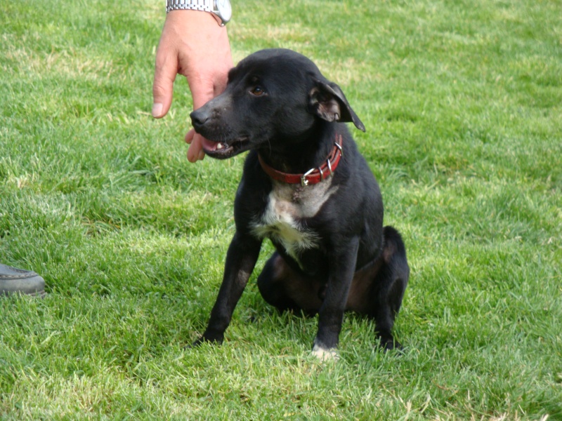 Adoption Fantomas pinscher nain mâle 2 ans (49) Dsc04610