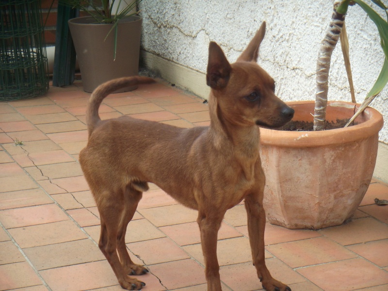 Finch, 11 mois, pinscher mâle fauve, 49 Dscf3414