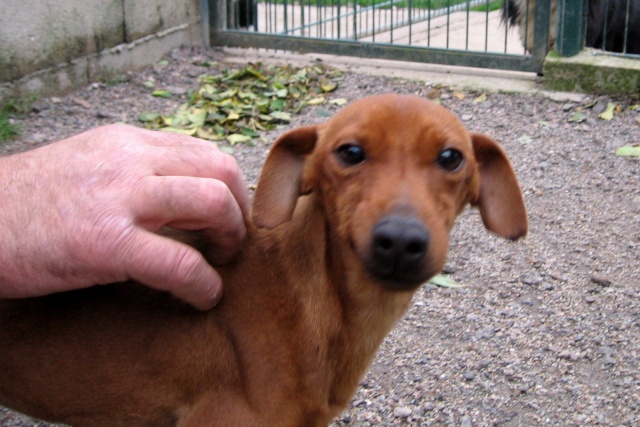 Fino, mâle pinscher né en 2010 (58) Fino_910