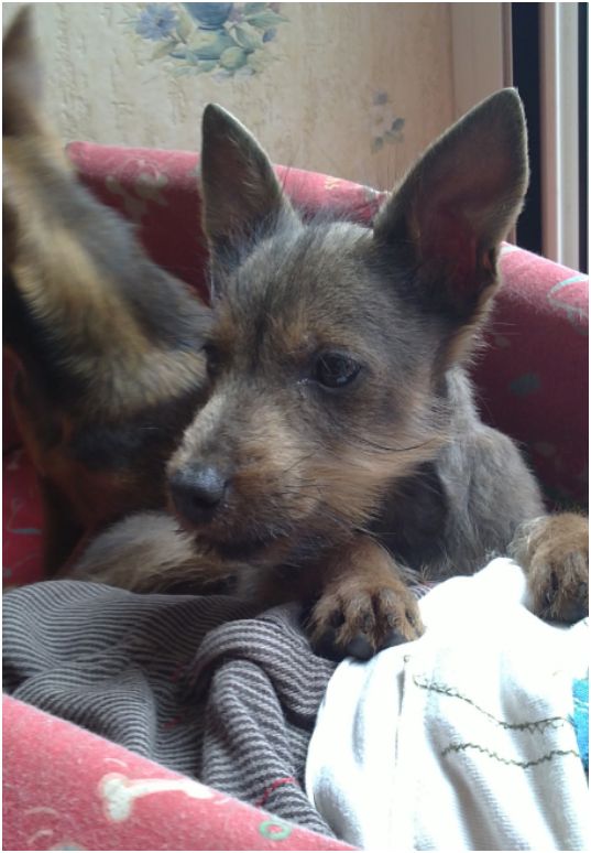 Getro type pinscher 4 mois        Adopté !!!!!!!!!!!!!!!!! Getro410