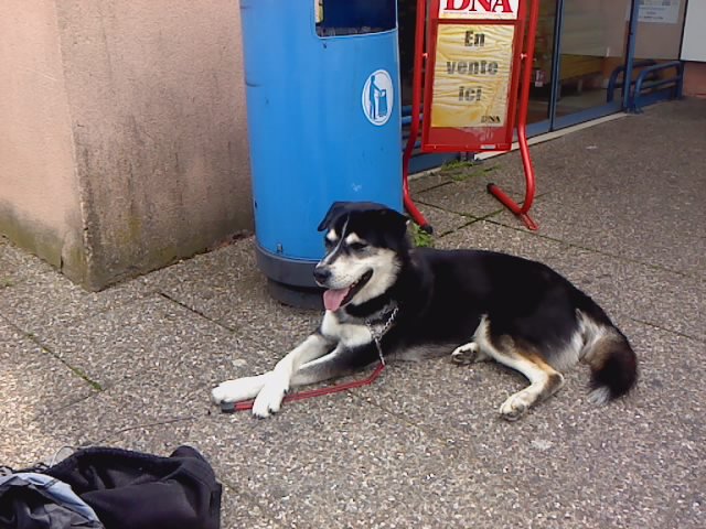  LUCKY, croisé Husky, 4 ans, Castré (Fourrière de Pexiora saturée ) (11),risque l'eutha Lucky_12