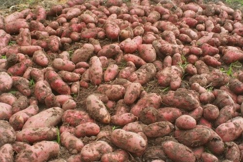 Pommes de terre Photo-10