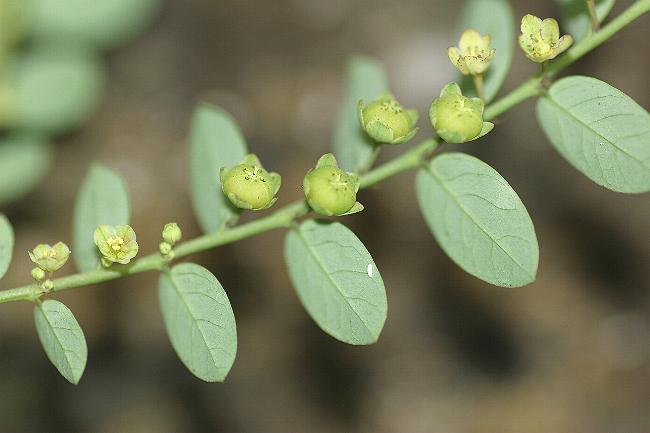 Besoin de vos lumières ou de vos avis Phylla10