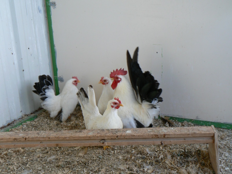voici quelques  trio d'élevage 2012 P1030421