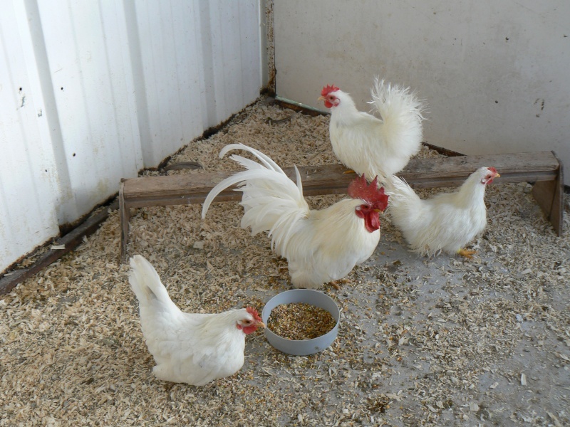 voici quelques  trio d'élevage 2012 P1030425