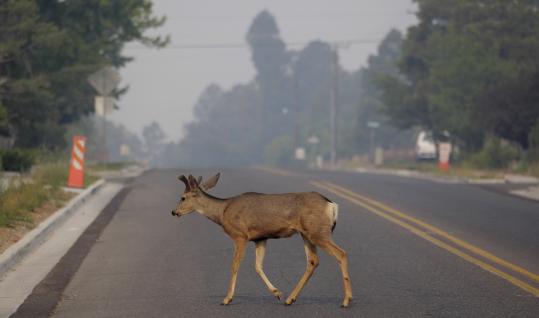 NM fire burns sacred native areas, nears town   Nuclear lab defended by 10-mile-long area cleared out by deliberate fires  A_deer10