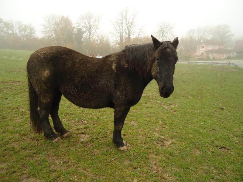 PRINCESSE - ONC trait née en 1998 - adoptée en janvier 2013 par Marie B Dsc05810