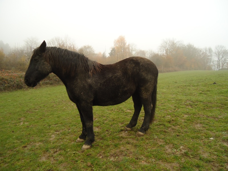 PRINCESSE - ONC trait née en 1998 - adoptée en janvier 2013 par Marie B Dsc05812