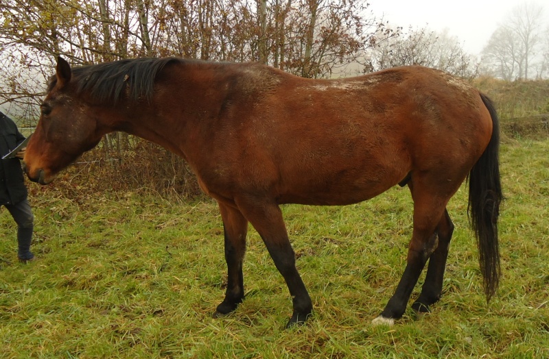 IGNACE - ONC selle né en 1996 - adopté en janvier 2013 par Laetitia & Mélanie Dsc05815