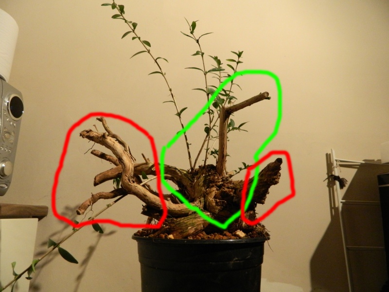 Collected and Cleared. Lonicera Pileata 112