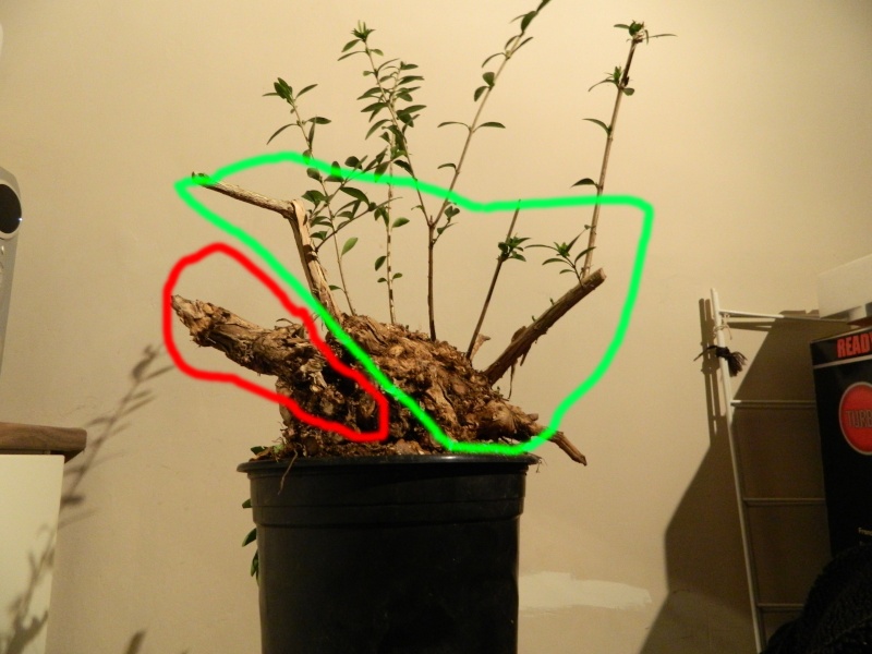 Collected and Cleared. Lonicera Pileata 210