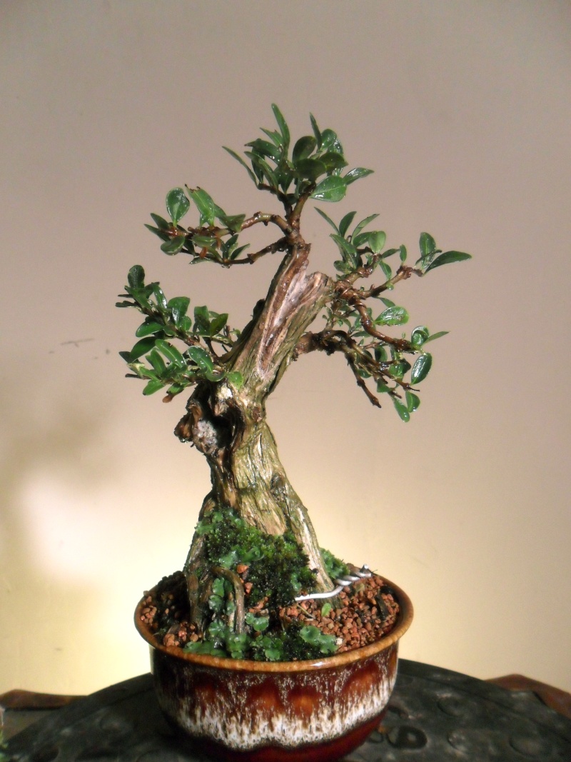 Collected and Cleared. Lonicera Pileata Lonice16