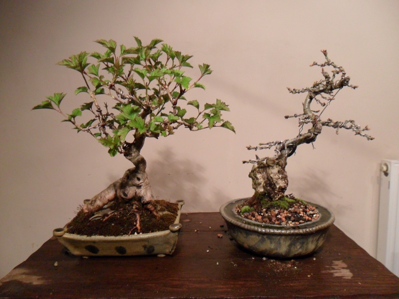 More Trees starting their life as Bonsai Sam_0910