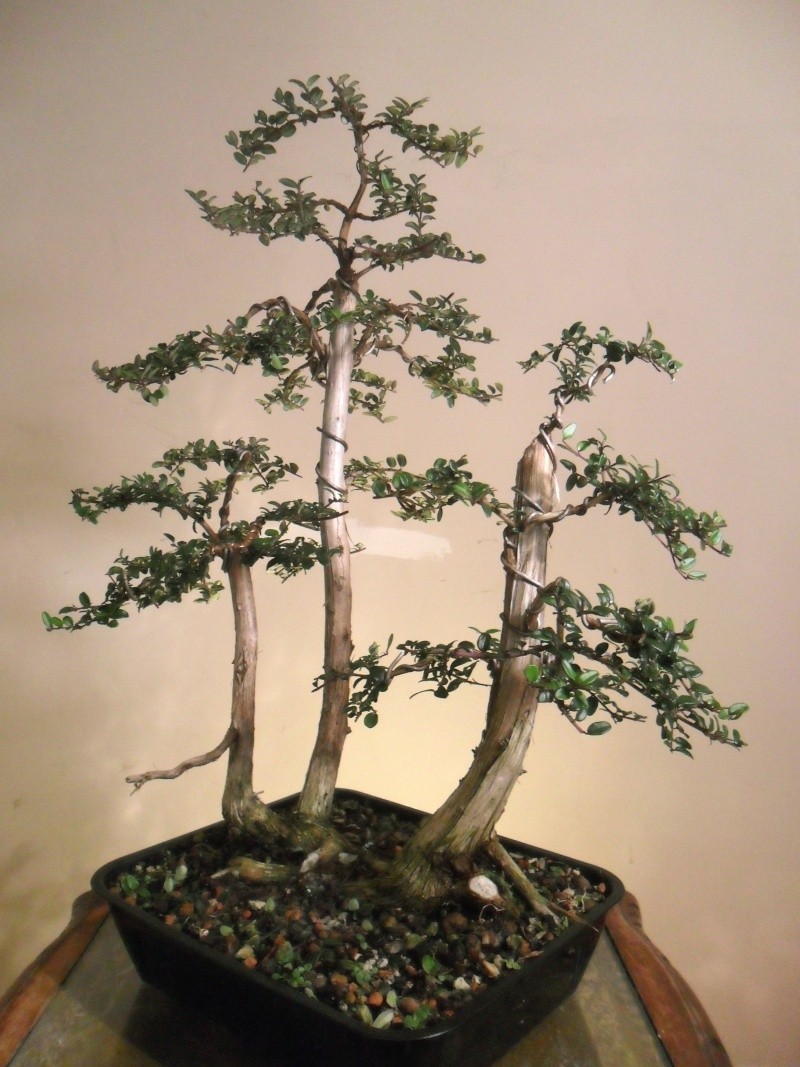 Collected and Cleared. Lonicera Pileata Sam_2114