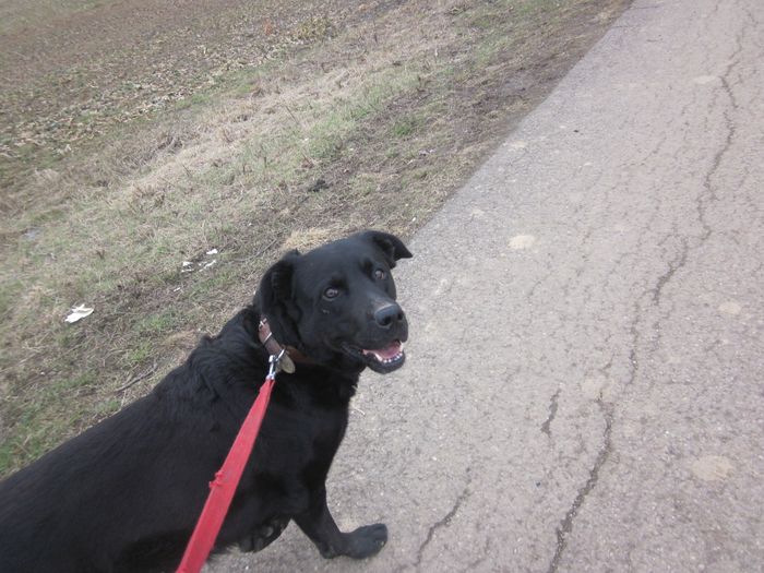 TYSEN - labrador 7 ans - SLPA à Amance (54) 01514