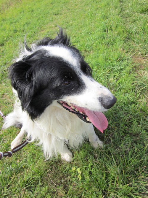 Hugo, border collie de 10 ans Hugo110