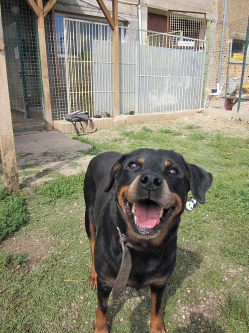 Taïga, femelle Rottweiler , née en 03 2002, Visible à Amance Taiga311