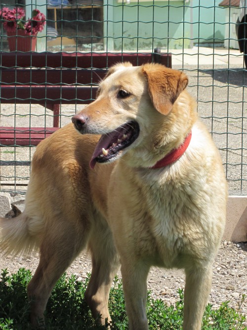 Utèce, croisée ? labrador beige de 8 ans Utece110