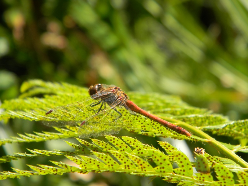 Sympetrum striolatum ou Crocothemis erytraea ? Dscn6620