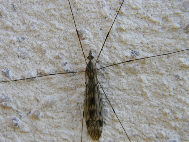 [Tipula sp.] tipule bis Dscn7812