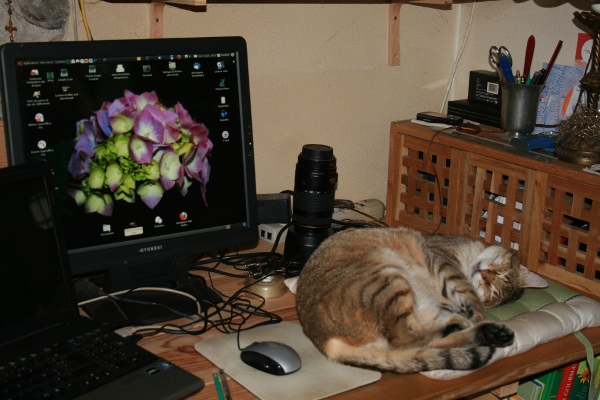 Au royaume des chats Img_0217
