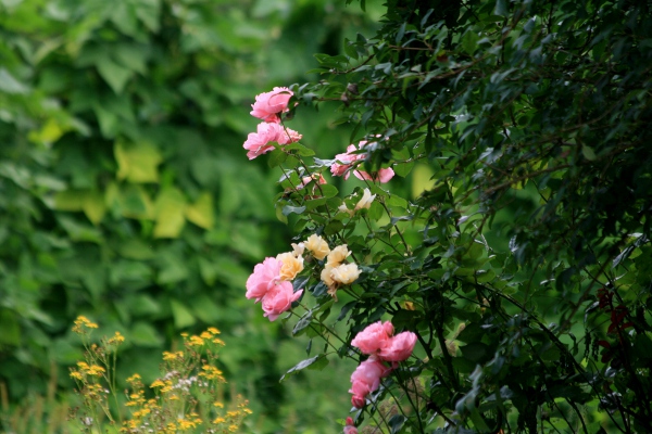 Les fleurs au potager Img_0311