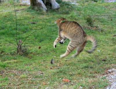 Au royaume des chats Img_5610