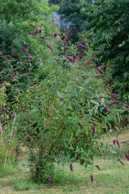 Le buddleia, arbre à papillons Normal15