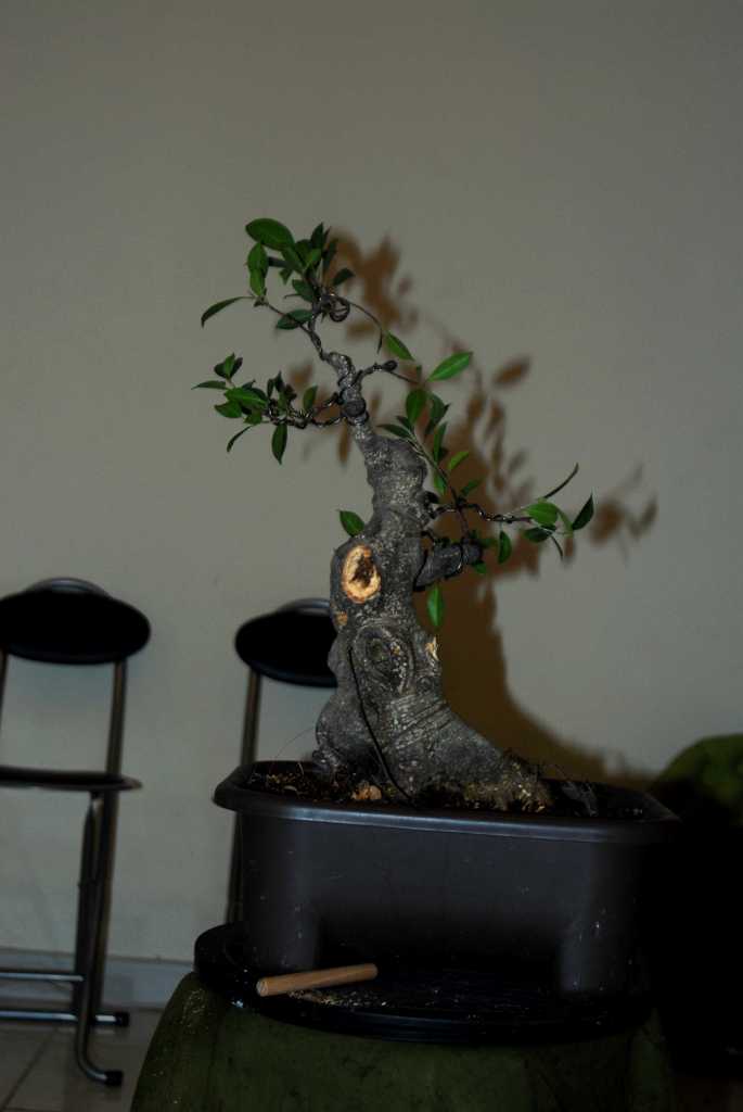 Cosmetic surgery for a fat Ficus 110