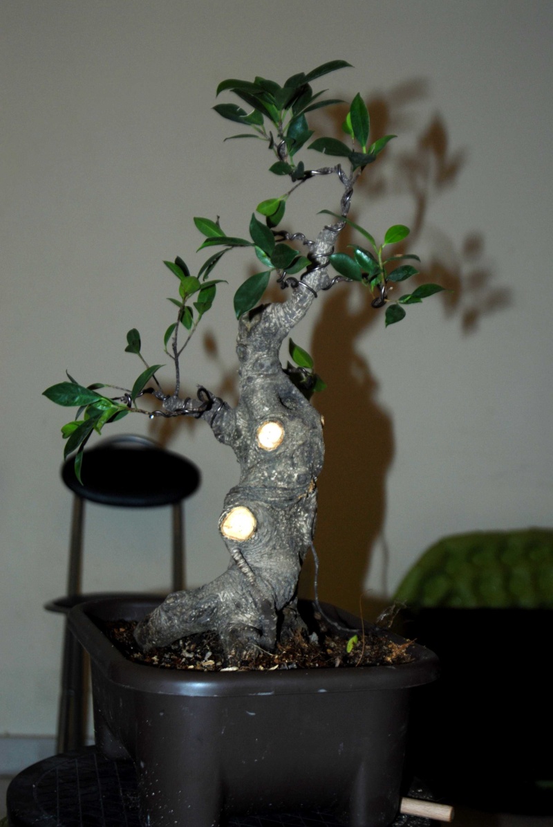 Cosmetic surgery for a fat Ficus 1_210