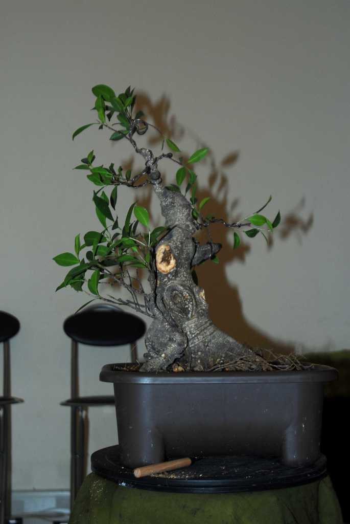 Cosmetic surgery for a fat Ficus 210