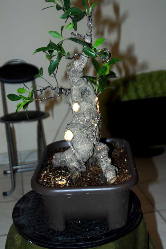 Cosmetic surgery for a fat Ficus 610