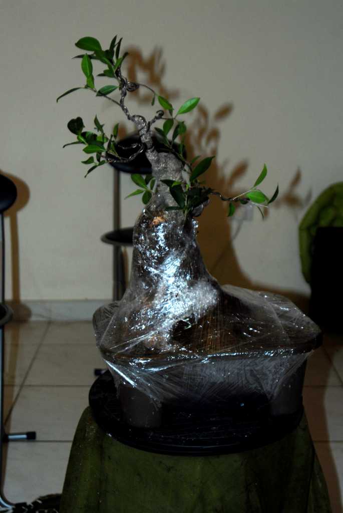 Cosmetic surgery for a fat Ficus 710