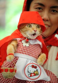 Pauvre chat-peron rouge de honte 42578111