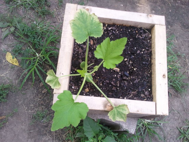 Zucchini leaves turning tan/yellow??? 2011-010