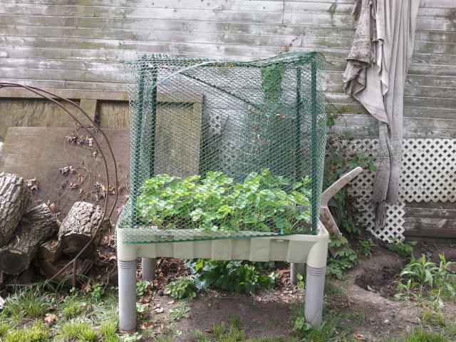 strawberries - Plastic fencing to protect strawberries? 2012-020