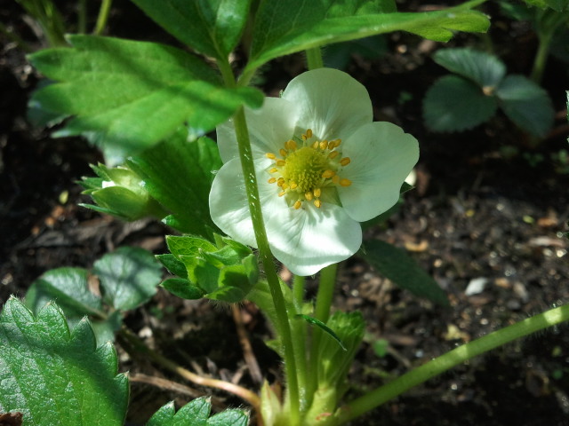 Baby Strawberry Plants First_10