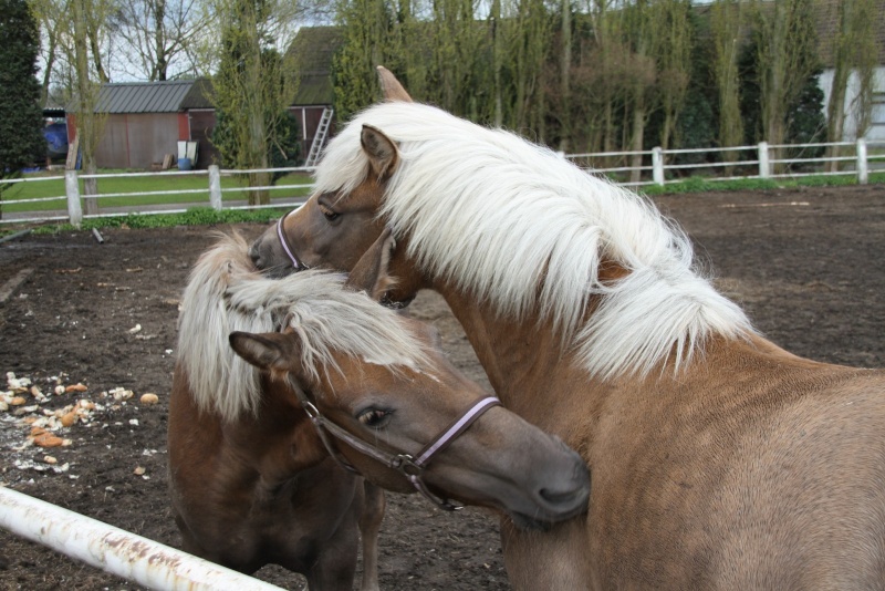 2 BT Haflinger 1400e [BELGIQUE] Img_2827