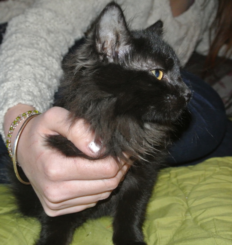 Mia, chatonne noire smoke poils longs, née le 01/09/2012 Docume10